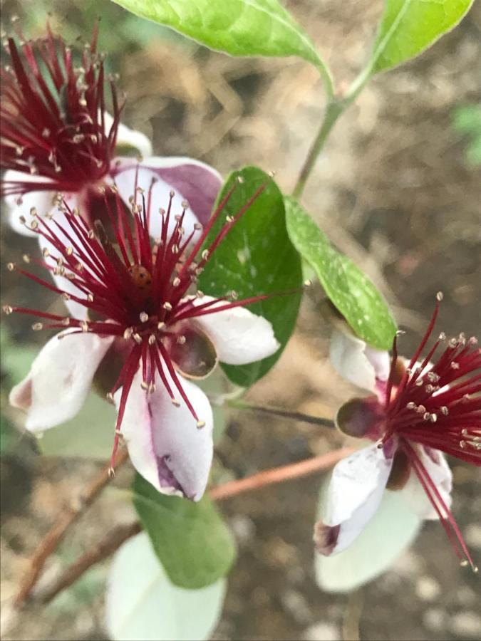 Lasmari'S Bouquet Συκόπετρα Εξωτερικό φωτογραφία